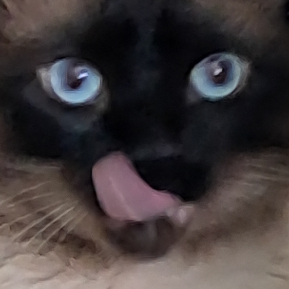 Meet your Posher, Lilmissperfct - Picture 1 of 2